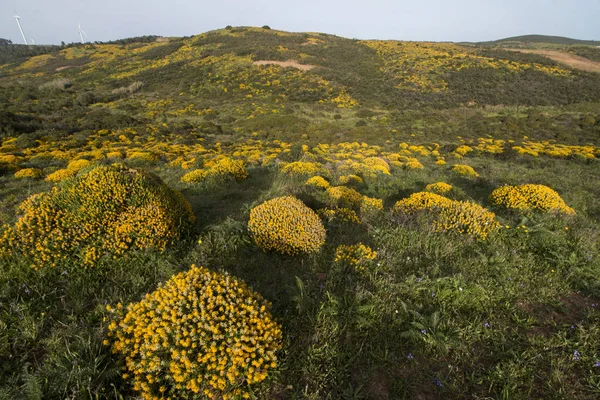 Paisagem com arbustos de ulex densus . — Fotografia de Stock