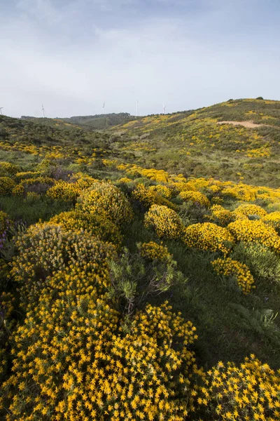 Paisaje con arbustos ulex densus . — Foto de Stock