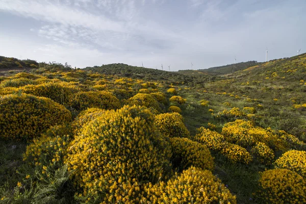 Landscape with ulex densus shrubs. — Stock Photo, Image