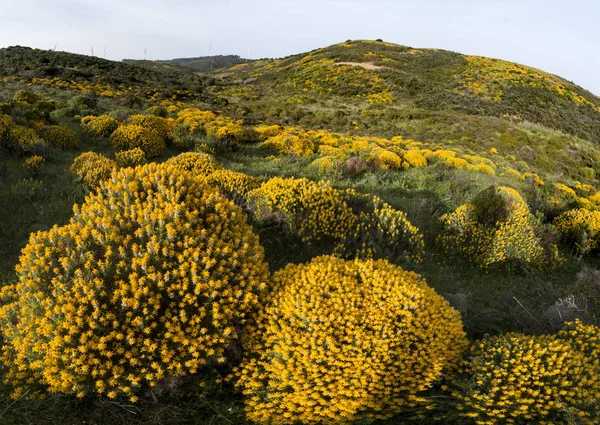 Landscape with ulex densus shrubs. — Stock Photo, Image