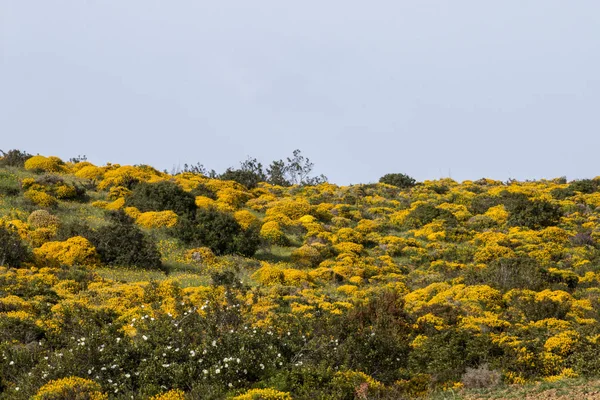 Landscape with ulex densus shrubs. — Stock Photo, Image