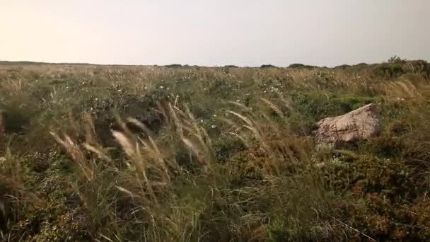 Vegetación nativa mediterránea — Vídeos de Stock