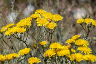 Düzgün hawksbeard çiçek