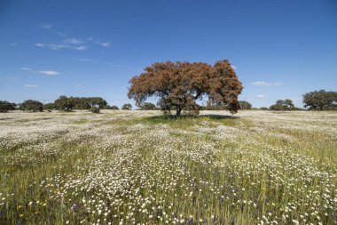 Alentejo manzarada bahar