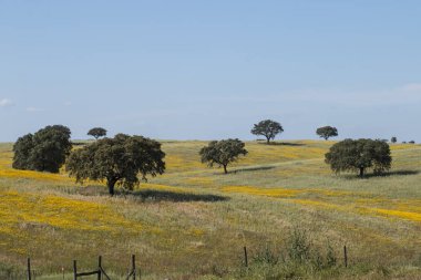 Alentejo manzarada bahar