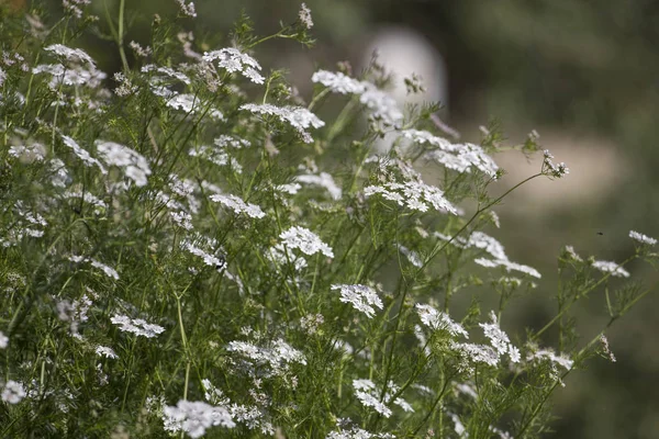 Kolendry (Coriandum sativum) — Zdjęcie stockowe