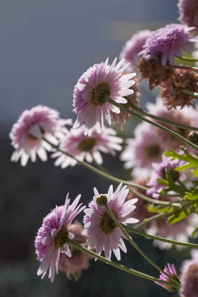 Equinácea rosa flores de doble deleite —  Fotos de Stock