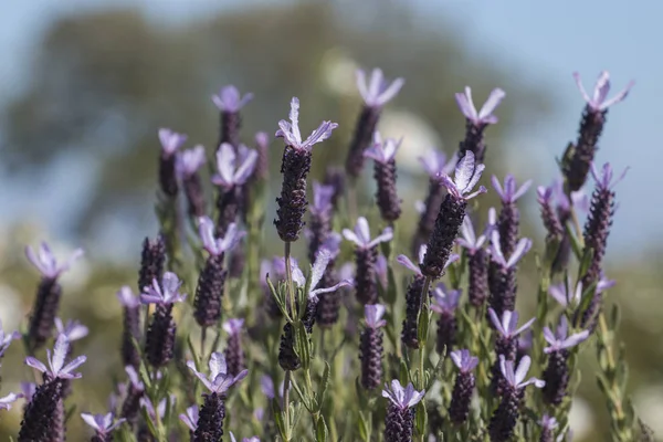 French Lavender flowers — Stock Photo, Image