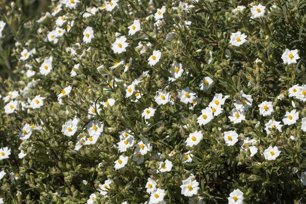 Cistus Monspeliensis flor — Fotografia de Stock