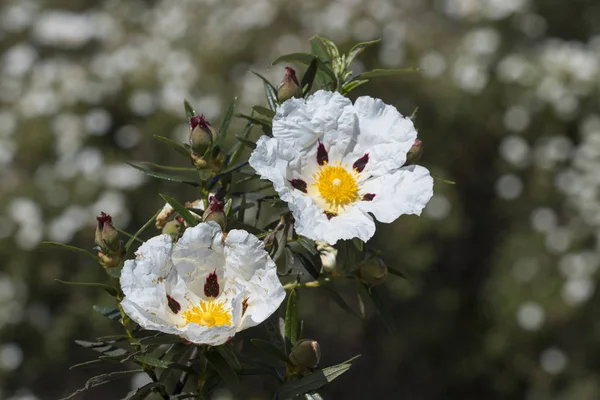 Cistus ladanifer flores — Fotografia de Stock