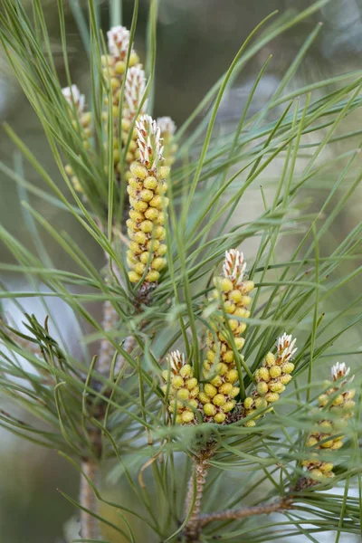 Young pine cones — Stock Photo, Image