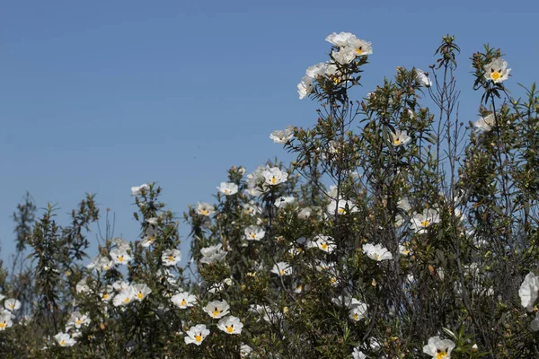 Cistus ladanifer flores — Fotografia de Stock