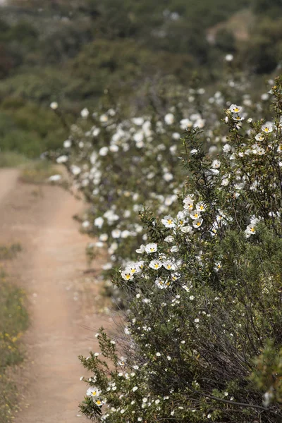 Cistus ladanifer flowers — Stock Photo, Image