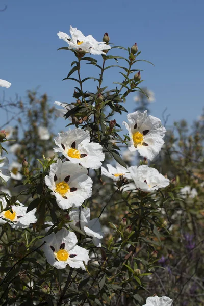 Cistus ladanifer flores — Fotografia de Stock