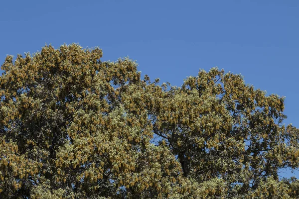 Árbol de Quercus ilex —  Fotos de Stock