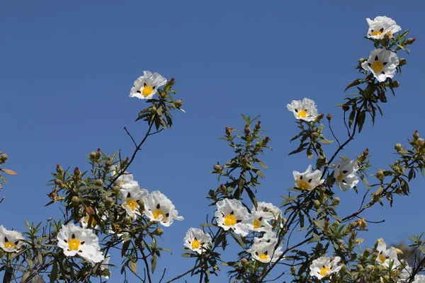 Cistus ladanifer flores — Fotografia de Stock