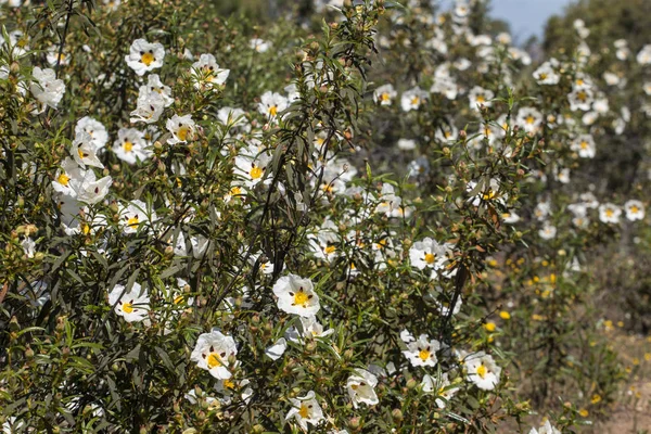 Cistus ladanifer flores — Fotografia de Stock