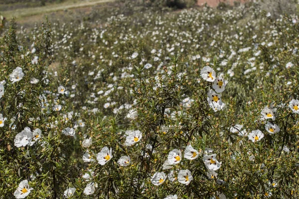 Cistus ladanifer flores — Fotografia de Stock