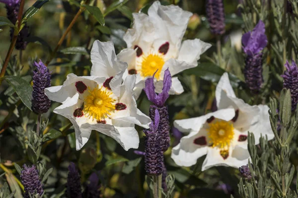 Cistus ladanifer flowers — Stock Photo, Image