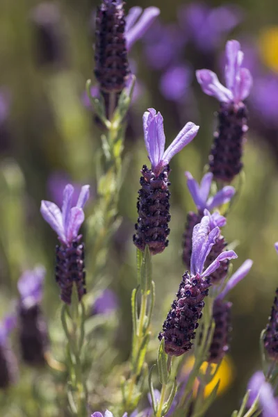 French Lavender flowers — Stock Photo, Image