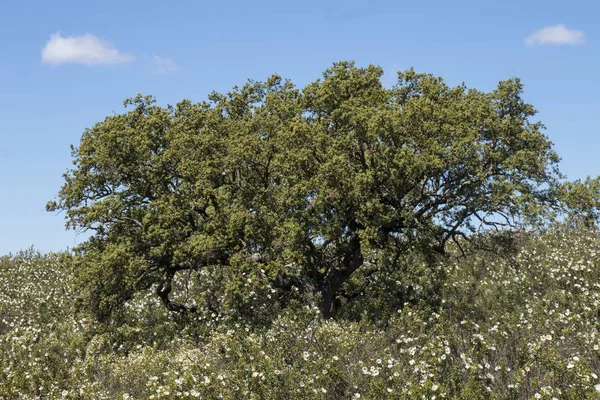 Quercus ilex drzewa — Zdjęcie stockowe