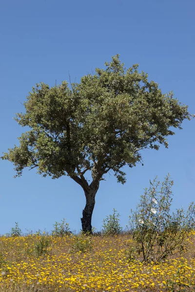 Quercus ilex tree — Stock Photo, Image