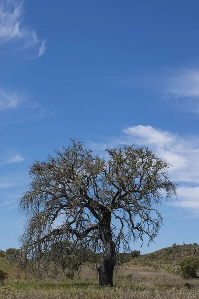 Lonely dead tree — Stock Photo, Image