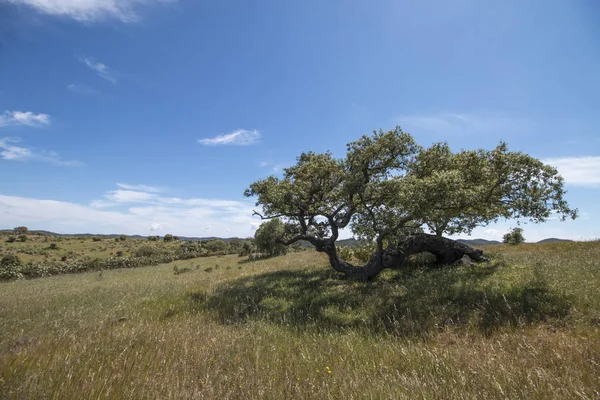 Quercus ilex drzewa — Zdjęcie stockowe