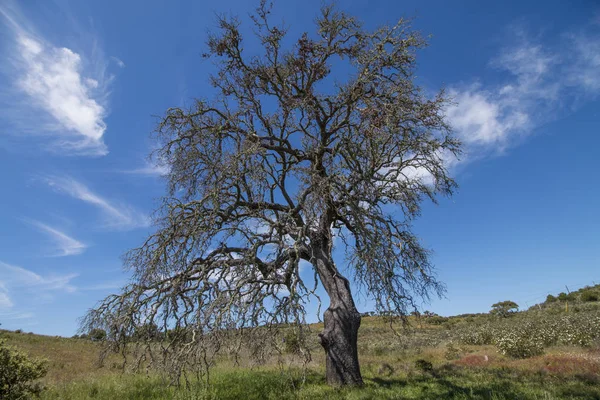Osamělý strom mrtvých — Stock fotografie