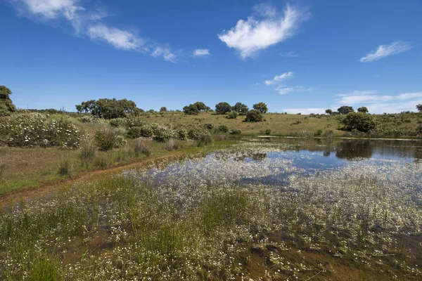 Paisaje con estanque temporal —  Fotos de Stock