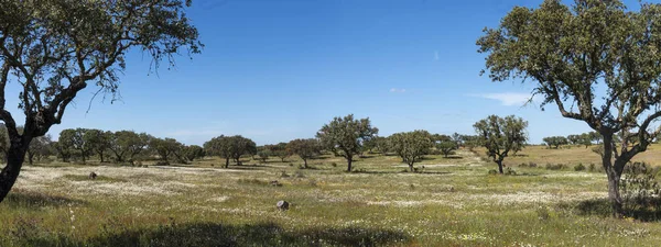 Jarní krajina v Alentejo — Stock fotografie