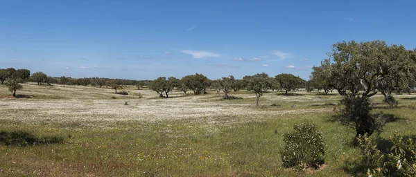 Paisaje primaveral en Alentejo — Foto de Stock