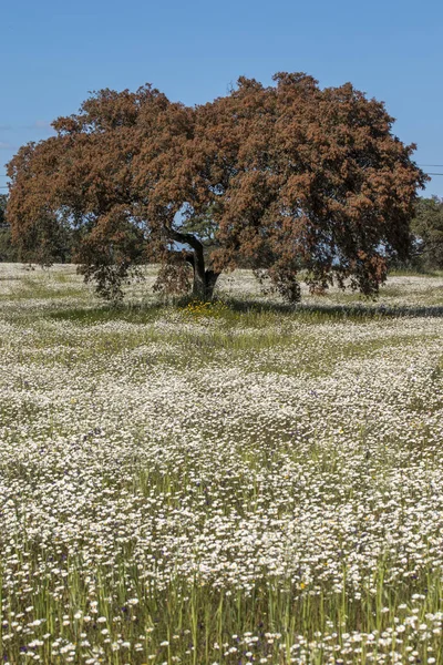 Spring landscape in Alentejo — Stock Photo, Image