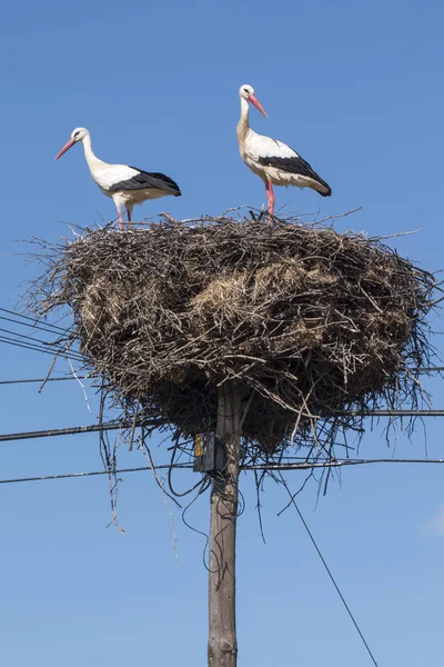 Deux cigognes blanches sur le nid — Photo