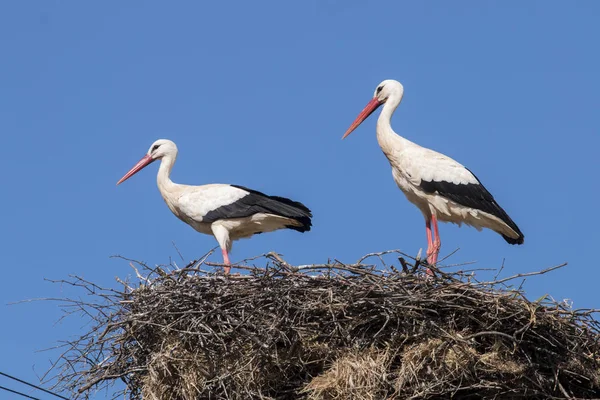 Dos cigüeñas blancas en el nido — Foto de Stock