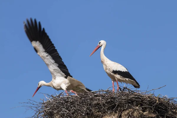 Deux cigognes blanches sur le nid — Photo