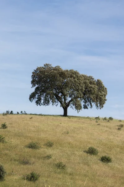 Osamělý dub holm — Stock fotografie