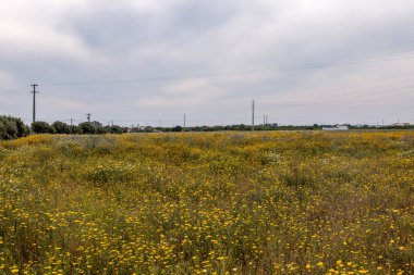 Bahar Algarve manzara flora