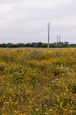 Bahar Algarve manzara flora