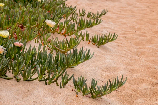 Planta de hielo amarillo — Foto de Stock