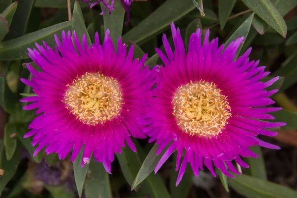 Planta de gelo rosa — Fotografia de Stock