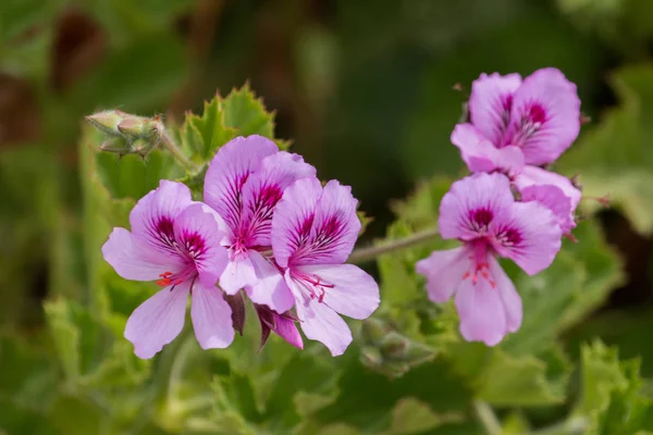 Pink geranium flower — Stock Photo, Image