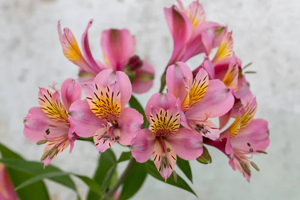 Perui lily (Alstroemeria) — Stock Fotó