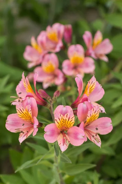 Peruwiański lily (Alstroemeria) — Zdjęcie stockowe