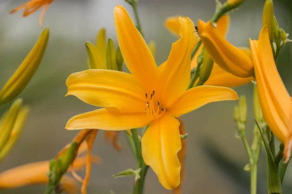 Κίτρινο daylily στον κήπο — Φωτογραφία Αρχείου