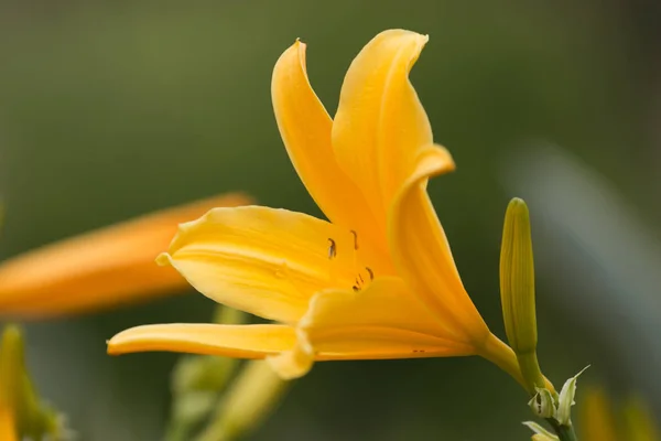 Κίτρινο daylily στον κήπο — Φωτογραφία Αρχείου