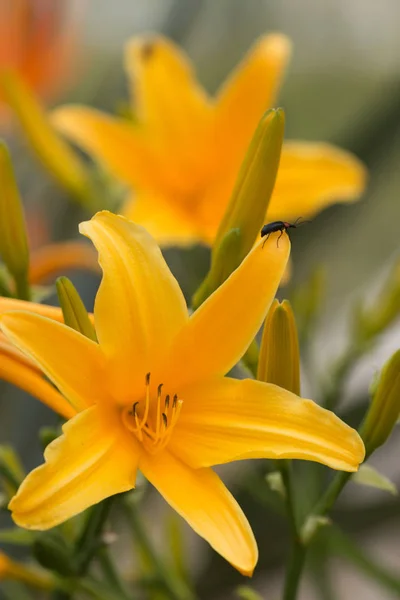 Liliowca żółtego na ogród — Zdjęcie stockowe