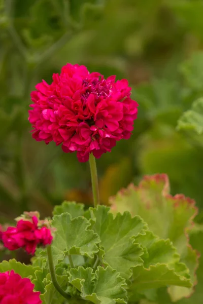 Flor de gerânio vermelho — Fotografia de Stock