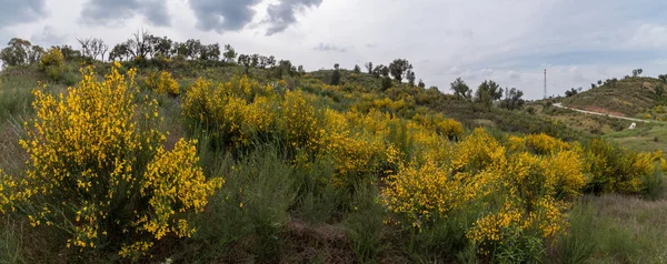 Spring Algarve landscape flora — Stock Photo, Image