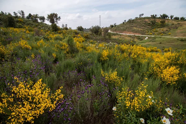 Spring Algarve landscape flora — Stock Photo, Image